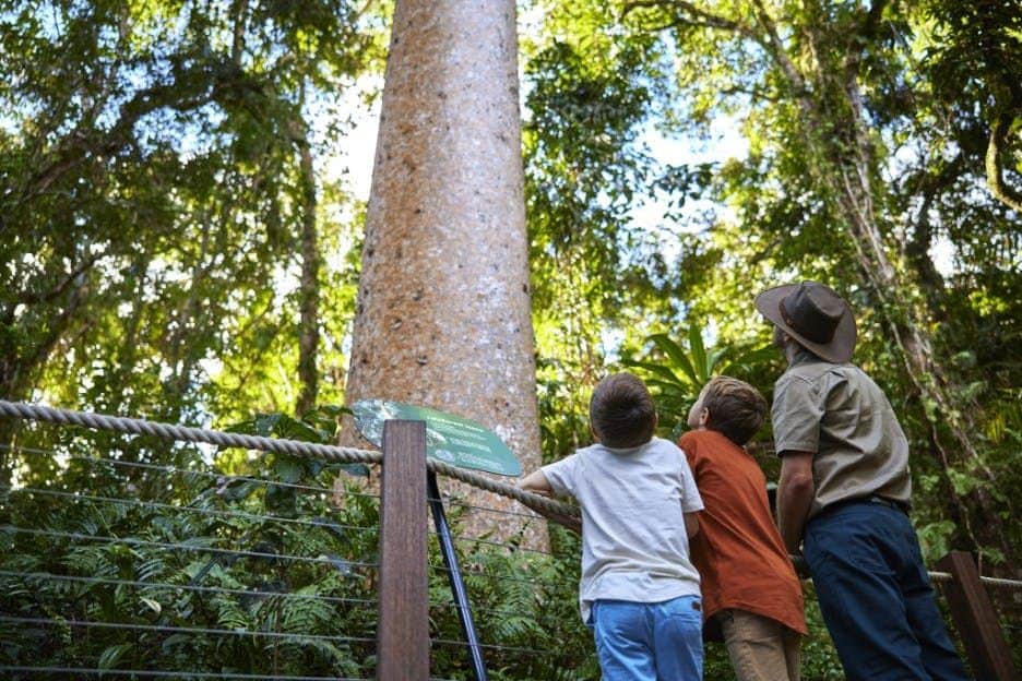 Skyrail Rainforest Cableway & Kuranda Scenic Railway: Skyrail Up & Train Down Trzy osoby, w tym dwoje dzieci i dorosły, patrzą na wysokie drzewo na zalesionym terenie z bujną zielenią.