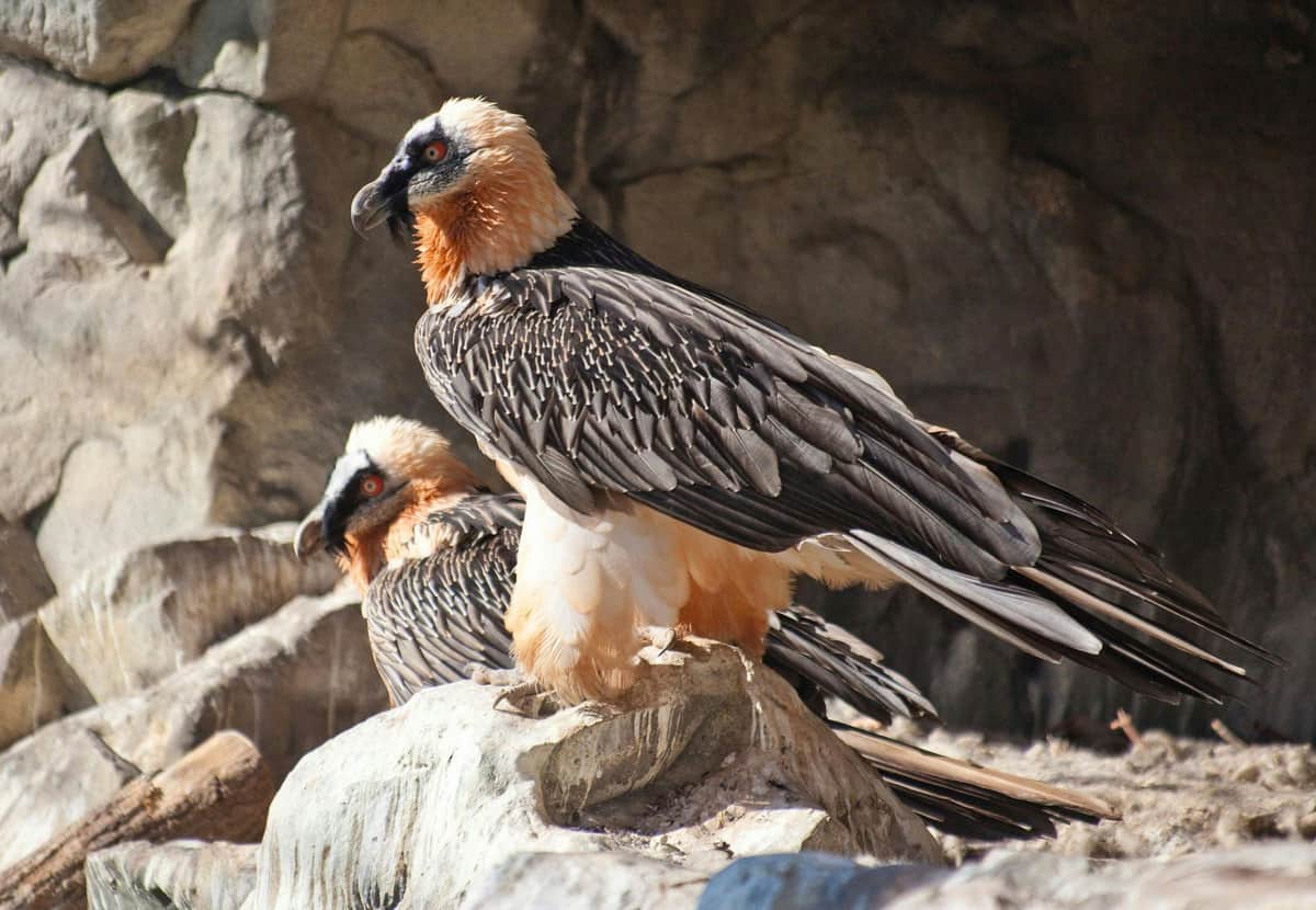 Two bearded vultures perched on rocks, displaying black, white, and orange plumage against a rocky background.