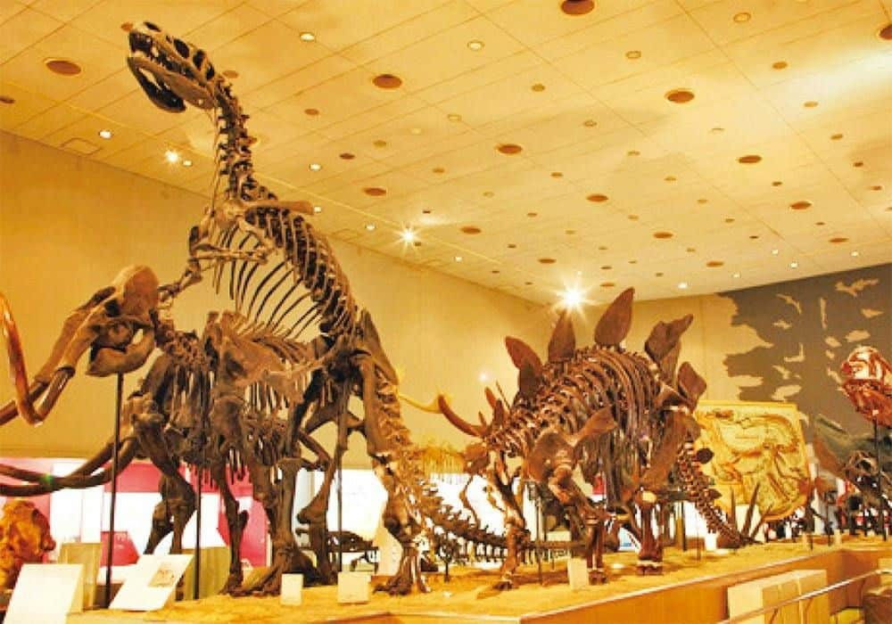 Osaka Amazing Pass: 1-Day Osaka Amazing Pass Dinosaur skeleton exhibits in a museum under a brightly lit ceiling.