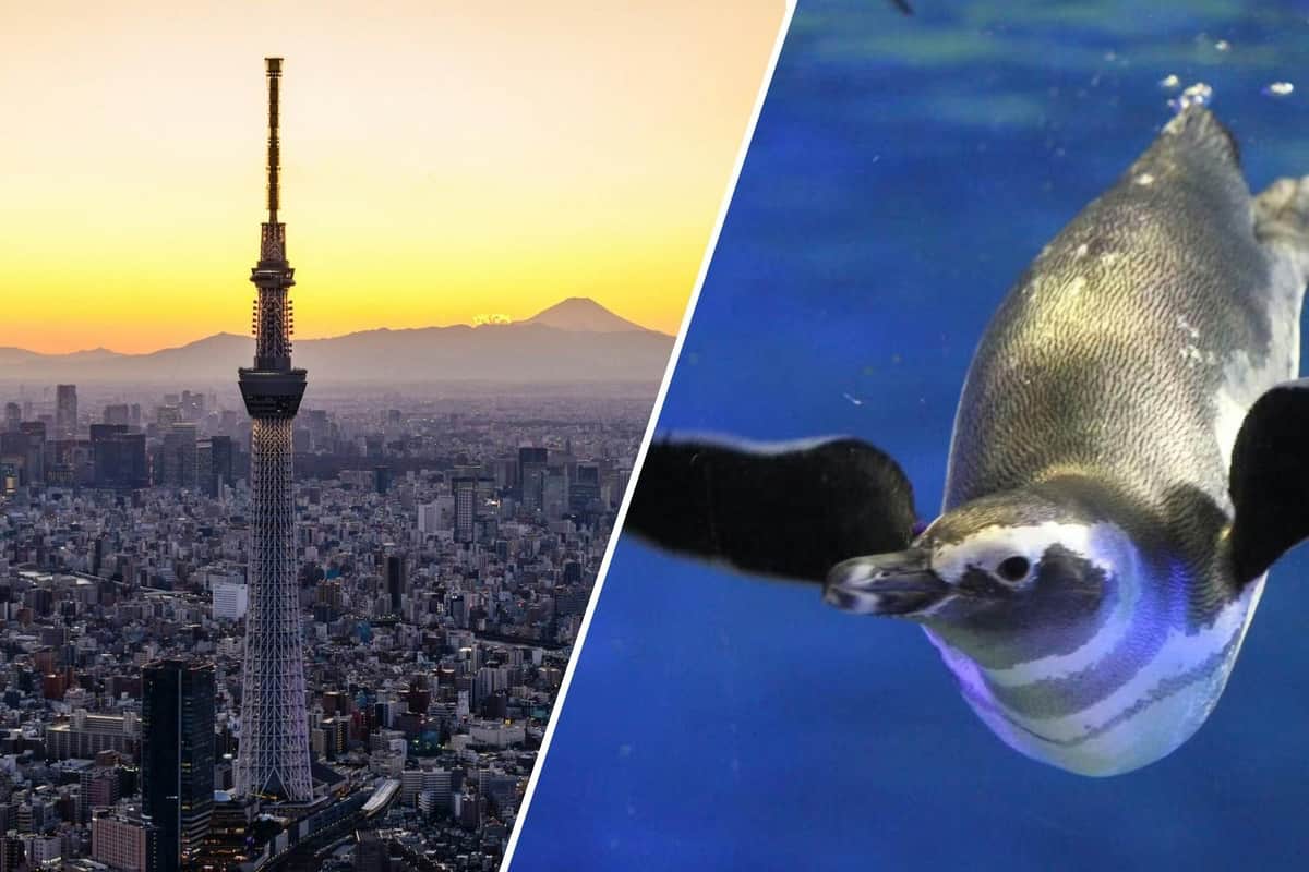 Tokyo Skytree Pass: Tokyo Skytree + Sumida Aquarium A split image showing Tokyo Skytree at sunset on the left and a penguin swimming underwater on the right.