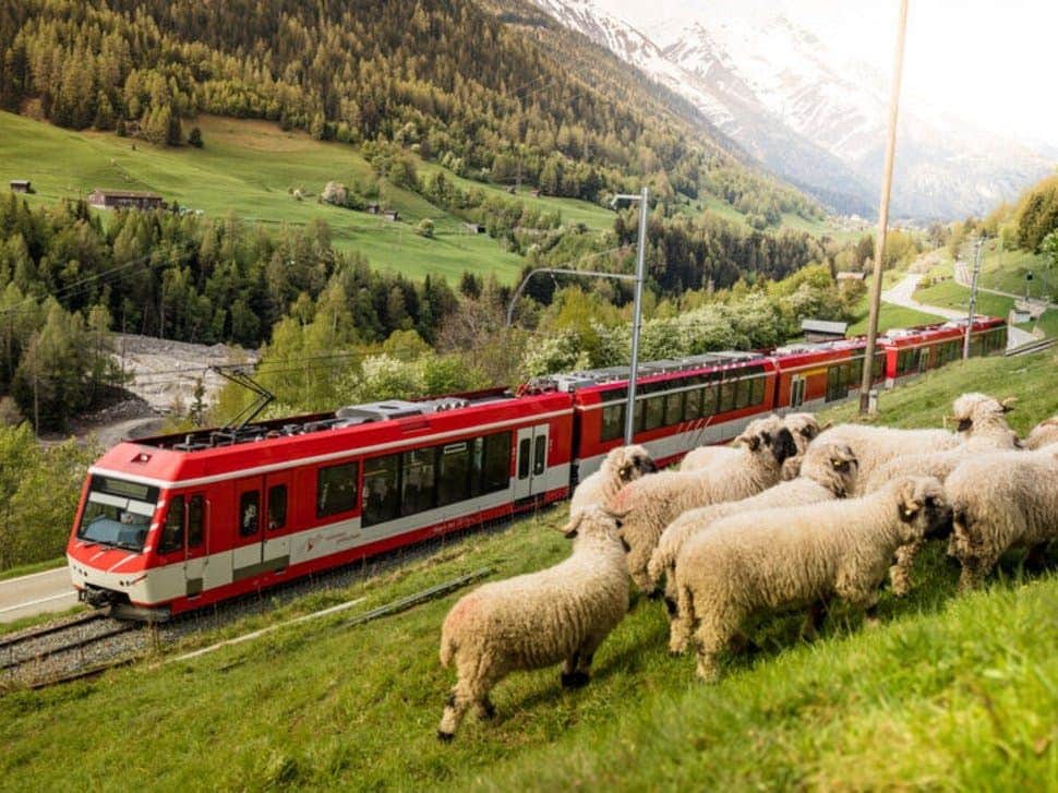 Gornergrat Bahn: Sightseeing Train A red train travels through a green, mountainous landscape with sheep grazing in the foreground.