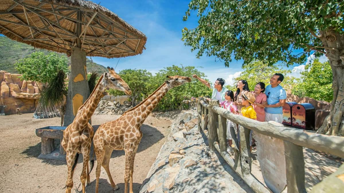 VinWonders Nha Trang: 입장권 + 왕복 케이블카 + 무료 식사 바우처 푸른 하늘 아래 나무로 둘러싸인 나무 울타리 너머로 기린을 먹이는 동물원의 한 무리.