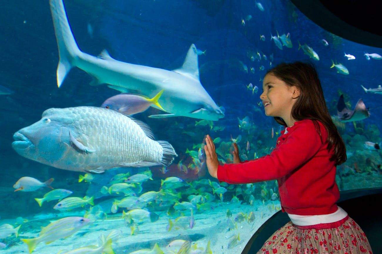SEA LIFE Sydney Aquarium Child in a red sweater touching glass at an aquarium, observing fish, a large blue fish, and a shark swimming by.
