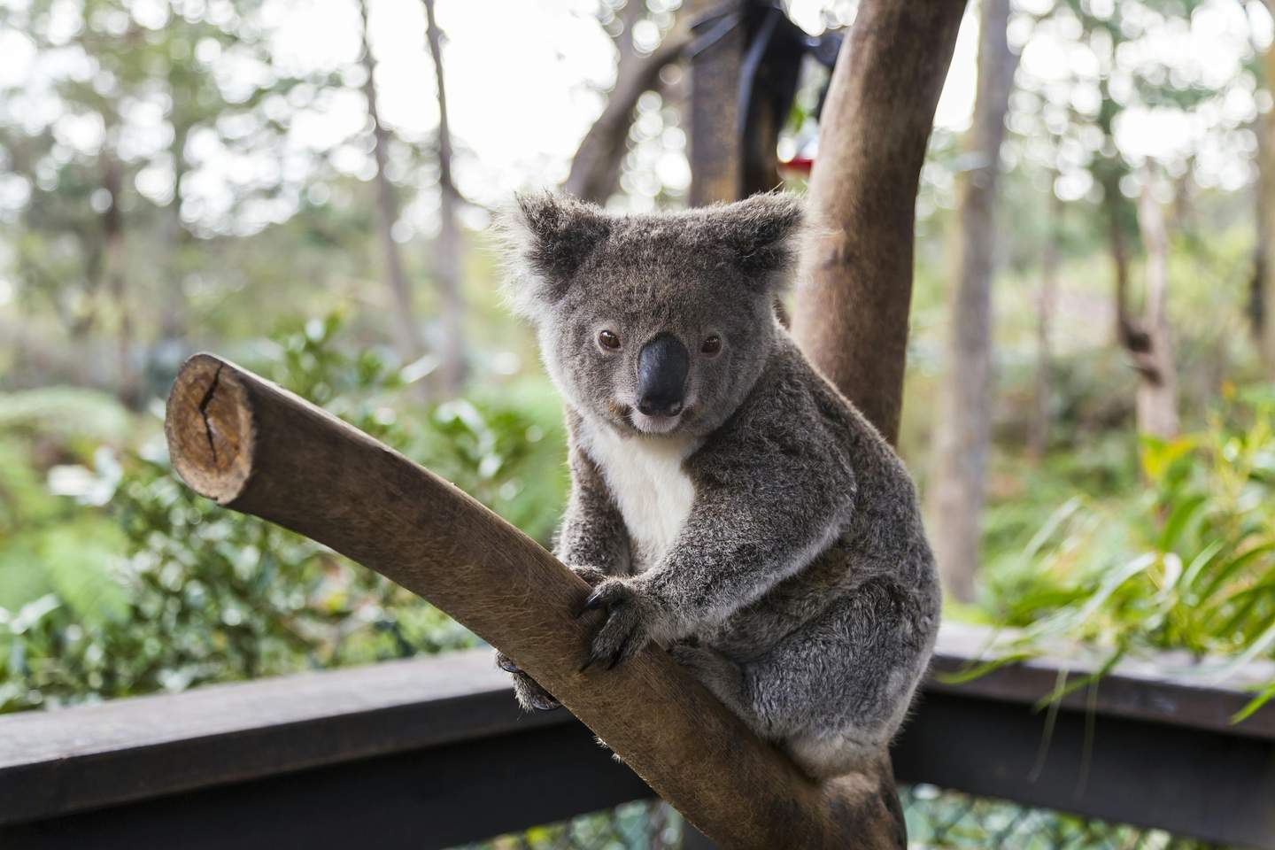 WILD LIFE Sydney Zoo A koala sits on a tree branch in an outdoor setting, surrounded by greenery and sunlight filtering through trees.