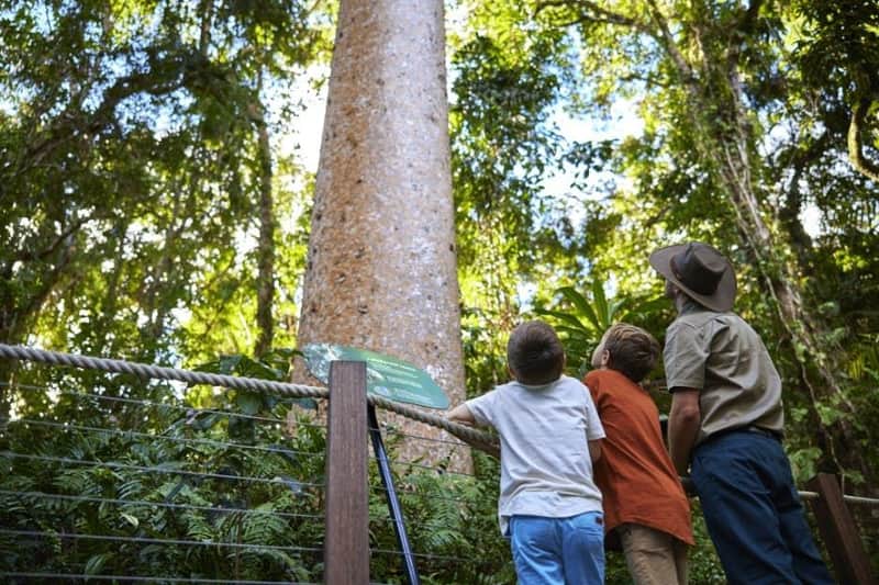 Skyrail Rainforest Cableway & Kuranda Scenic Railway: Skyrail Up & Train Down