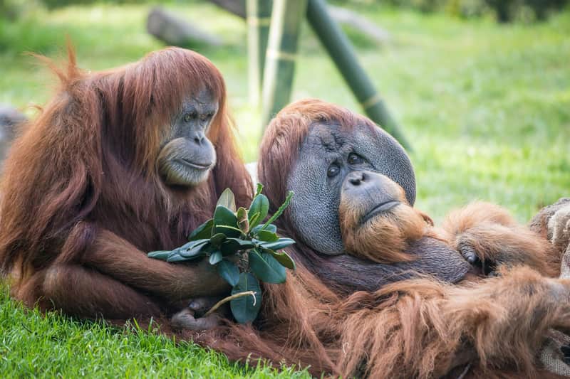 San Diego Zoo & Safari Park: 2-Visit Pass San Diego Zoo & Safari Park: 2-Visit Pass