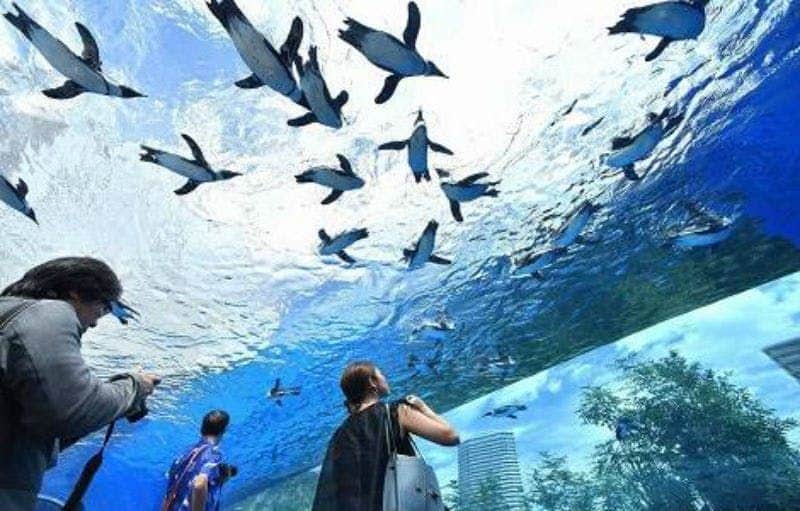 Sunshine Aquarium Sunshine Aquarium