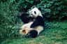 A giant panda sitting on grass while eating bamboo, surrounded by green foliage.